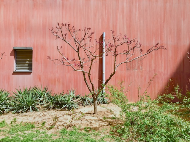 庭木の剪定を伐採業者に依頼するメリット